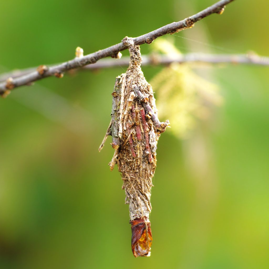 Winter Insects