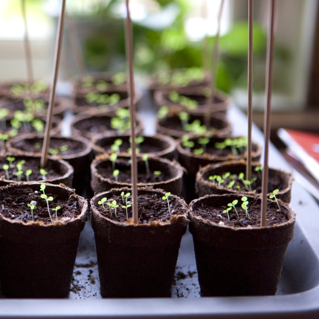 New Year Gardening